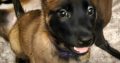Purebred Belgian Malinois Puppies for Sale